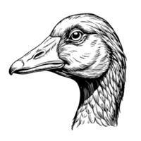 Goose with a slightly tilted head, showing curiosity vector