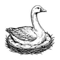 Goose sitting on a nest, detailed line sketch vector
