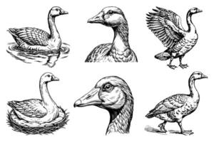 Set sketch goose on white background vector