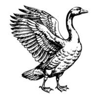 Goose standing upright with wings slightly spread vector