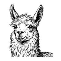 Close-up of a llama's face, focusing on the expressive eyes vector