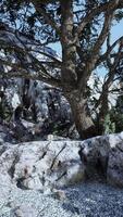Single tree in the rocky mountains video