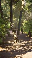 Wooden path track from planks in forest park video