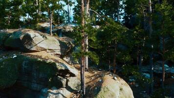 A large rock with a tree growing out of it video