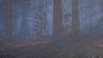 A forest filled with lots of tall trees. dark forest video