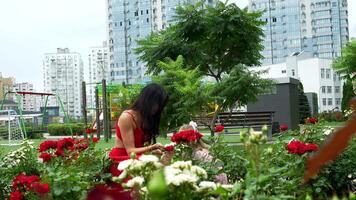 Woman enjoys a peaceful afternoon picking roses in urban garden setting video