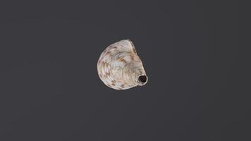 Exploring the intricate details of a unique conch shell found on a serene beach video