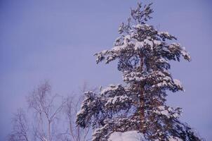 The top of a pine tree in the snow against the background of the sky photo