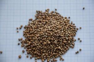 coriander seed on graph paper for the concept of size. High quality photo