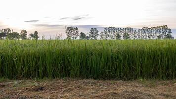 Close-up low angle view of rows of green rice fields. photo
