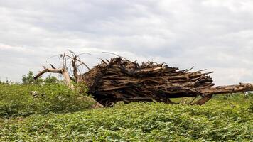 Low angle view of a large tree stump charred and fallen. photo