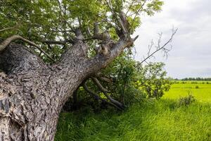 A close-up, low-angle view of a large tree growing on a mound. It has fallen. photo