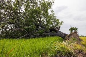 A close-up, low-angle view of a large tree growing on a mound. It has fallen. photo
