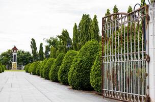 A view of green shrubbery and tall trees growing in rows. photo