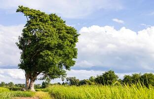 A low angle view of a towering tree providing shade on an embankment. photo