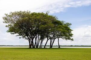 A view of a sweeping green lawn with large trees beautifully. photo