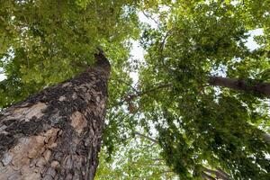 A low-level ant-eye view, looking through the base of a large, towering tree. photo