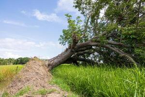 A close-up, low-angle view of a large tree growing on a mound. It has fallen. photo
