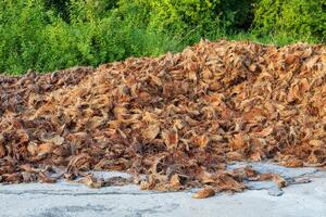 Low-angle view of piles of dried coconut shells. photo