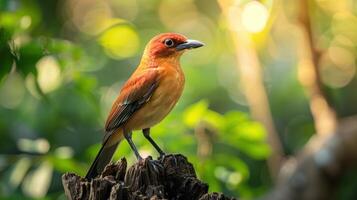 A Red-Crested Cotinga Perched on a Branch in a Lush Forest photo