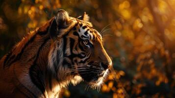 Close-up of a Tiger's Head with a Golden Bokeh Background photo