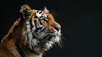 Close-up Portrait of a Tiger's Face with a Black Background photo