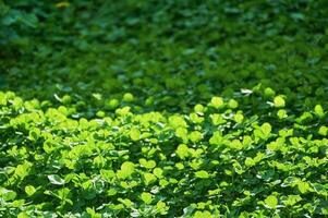 Green background with shamrocks. Clover on a sunny day. Carpet made of natural clover. Natural grass background photo
