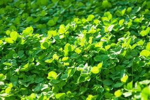 Green background with shamrocks. Clover on a sunny day. Carpet made of natural clover. Natural grass background photo
