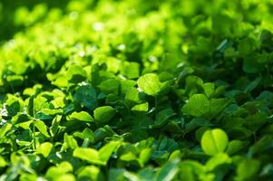 Green background with shamrocks. Clover on a sunny day. Carpet made of natural clover. Natural grass background photo