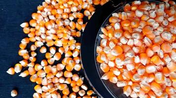 Corn kernels move on a rotary machine. Corn seeds video