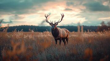 Wild animal in a field photography photo