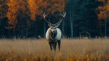 Wild animal in a field photography photo