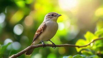 Image of brown shrike lanius cristatus on nature background bird animals photo
