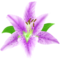 lily isolated on white png