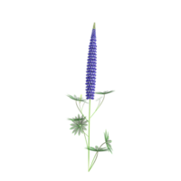 Beautiful Lupinus angustifolius tree isolated on transparent Canvas png