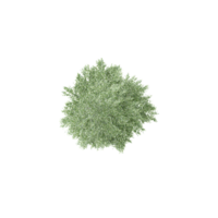 3D rendering of Topview of Bucida buceras tree in transparent background png