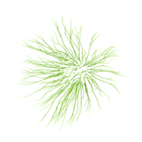 Horsetails grass on isolated Canvas from the top view png