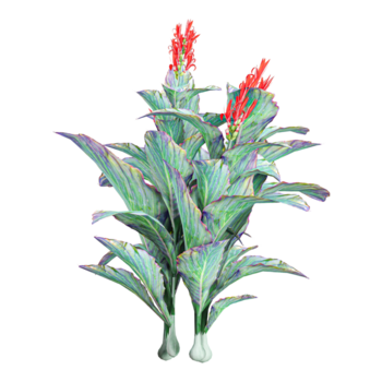 samling av canna växt med transparent duk png