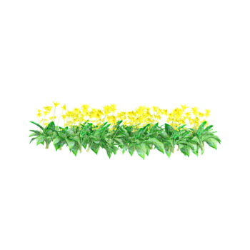 skön gul blommor träd isolerat på transparent duk png