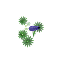 Beautiful Lupinus angustifolius tree isolated on transparent Canvas from top view png