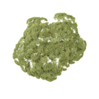 3D rendering of Topview of Brachychiton rupestris tree in transparent Canvas png
