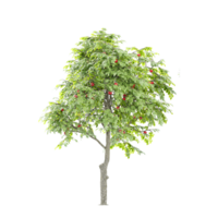 collection of Rowan Plant with realistic style png