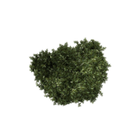 3D rendering of Topview of Rowan tree in transparent background png