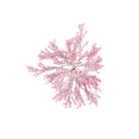 3D rendering of Topview of Cherry blossom tree in transparent Canvas png