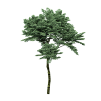 3d illustration of Chukrasia tabularis tree isolated on canvas png