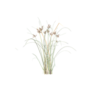 Manyspike flatsedge tree on a Isolated garden element 3D illustration cg render png