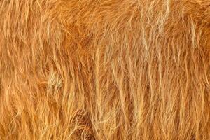 The texture of the brown skin of a Scottish cow. Thick fluffy red hair. photo