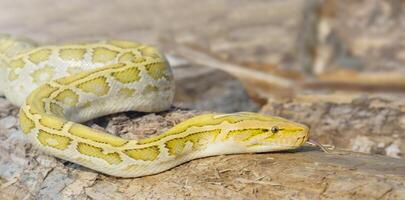 The albino Python molurus snake is a large non-venomous python. It is often a pet. photo
