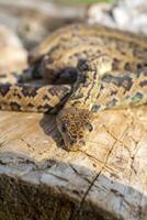The snake Chilabothrus angulifer, - the Cuban boa and the Cuban tree boa. photo