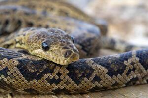 The snake Chilabothrus angulifer, - the Cuban boa and the Cuban tree boa. photo
